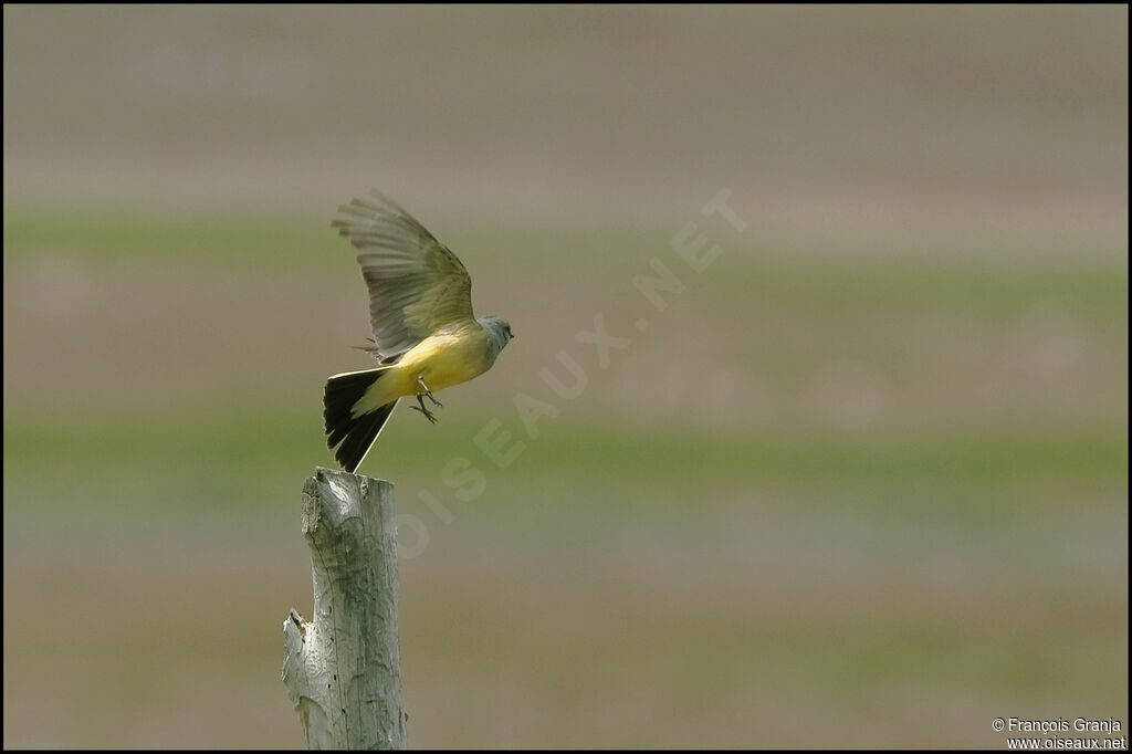 Western Kingbirdadult, Flight