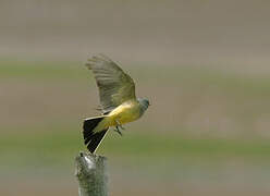 Western Kingbird