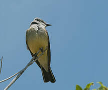 Western Kingbird