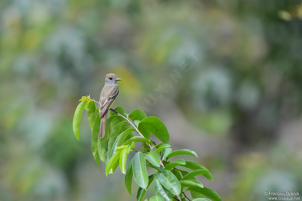 Nutting's Flycatcher