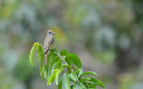 Nutting's Flycatcher