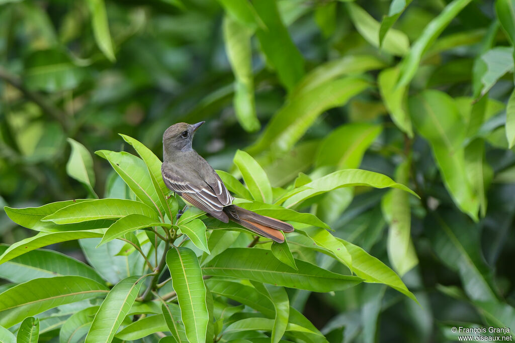 Nutting's Flycatcher