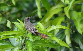 Nutting's Flycatcher