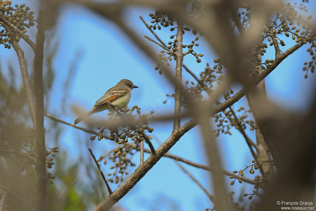 Brown-crested Flycatcher