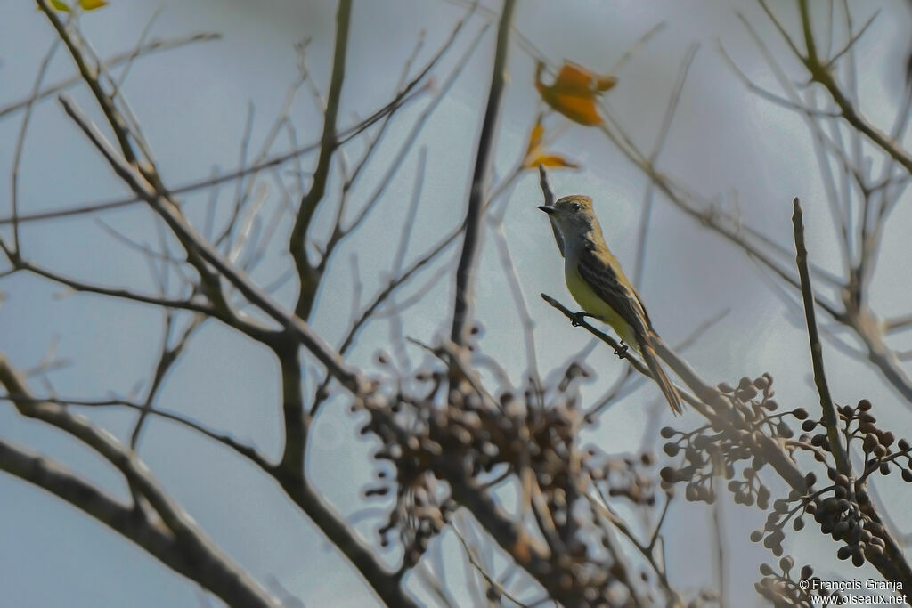 Brown-crested Flycatcher