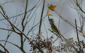 Brown-crested Flycatcher