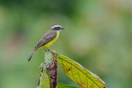 White-ringed Flycatcher