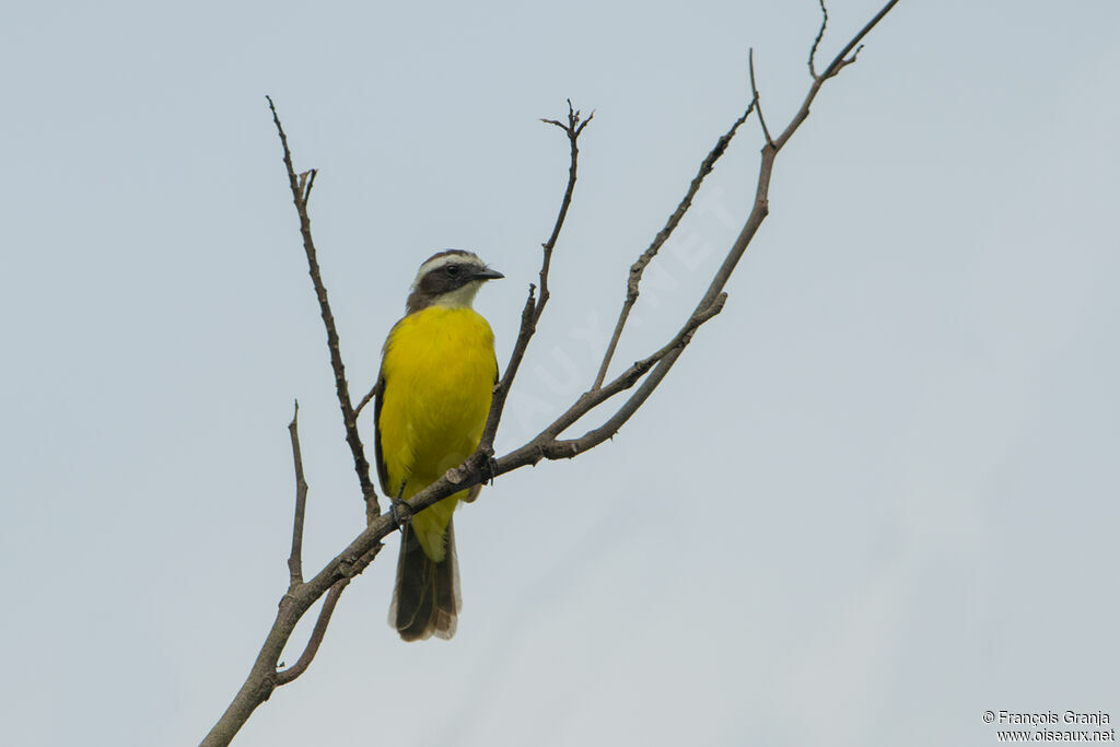 White-ringed Flycatcher