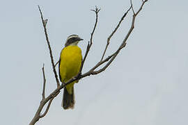 White-ringed Flycatcher