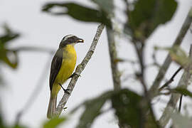 White-ringed Flycatcher