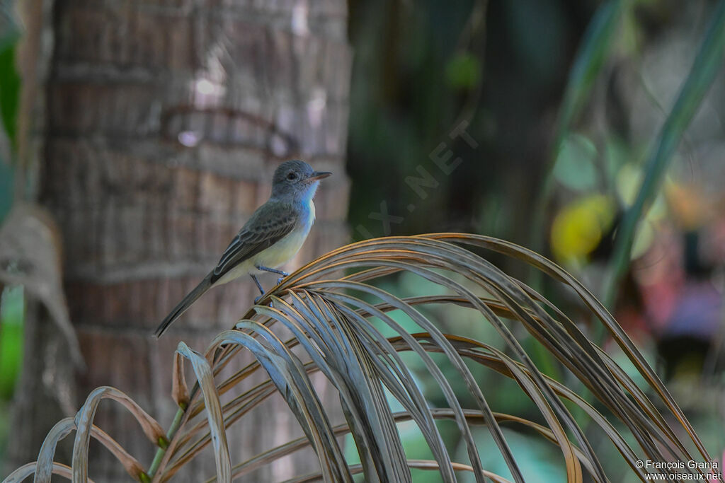 Panama Flycatcher