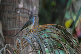 Panamanian Flycatcher