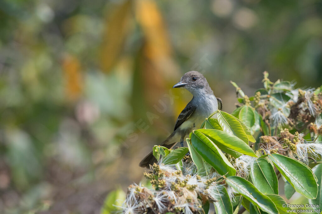 Short-crested Flycatcher