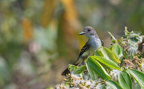 Short-crested Flycatcher