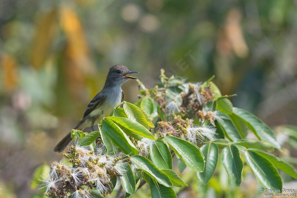 Short-crested Flycatcher