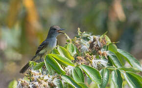 Short-crested Flycatcher