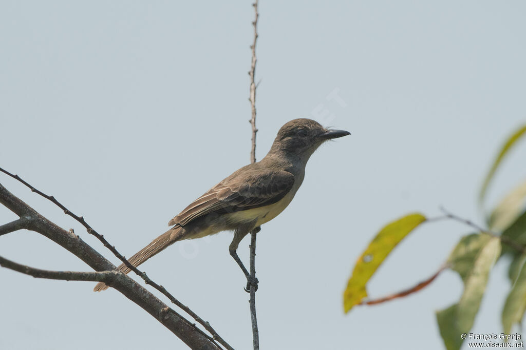 Short-crested Flycatcher