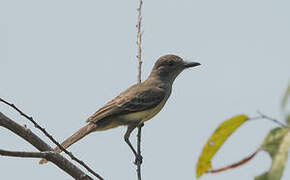 Short-crested Flycatcher