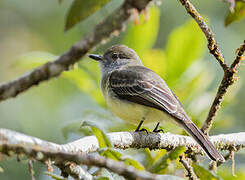 Pale-edged Flycatcher