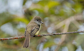 Pale-edged Flycatcher