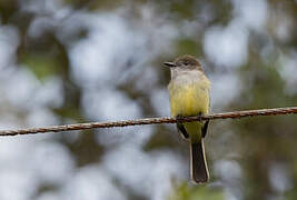 Pale-edged Flycatcher