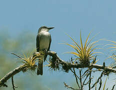 Grey Kingbird