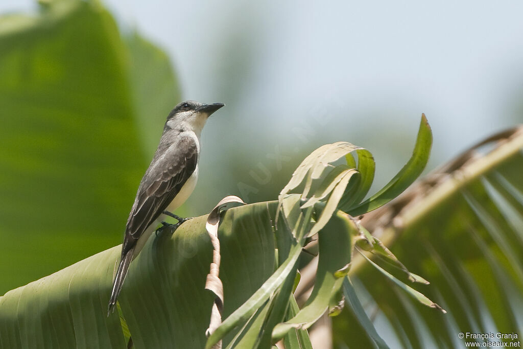 Grey Kingbirdadult