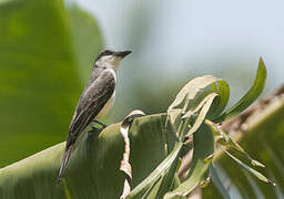 Grey Kingbird