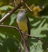 Great Crested Flycatcher