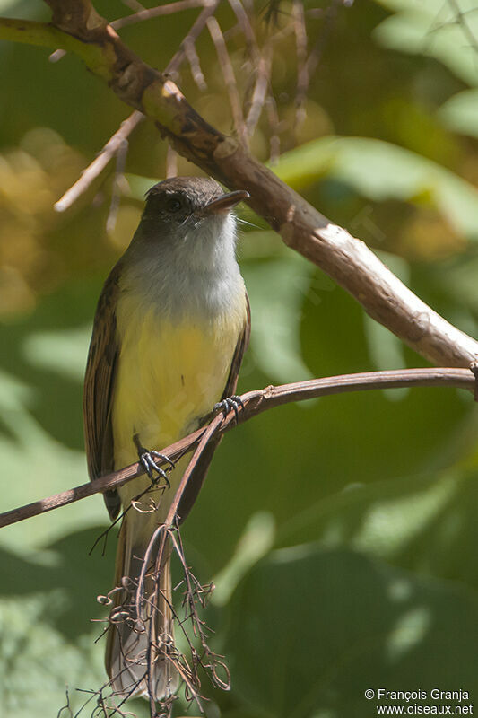 Great Crested Flycatcheradult
