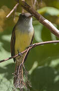 Great Crested Flycatcher