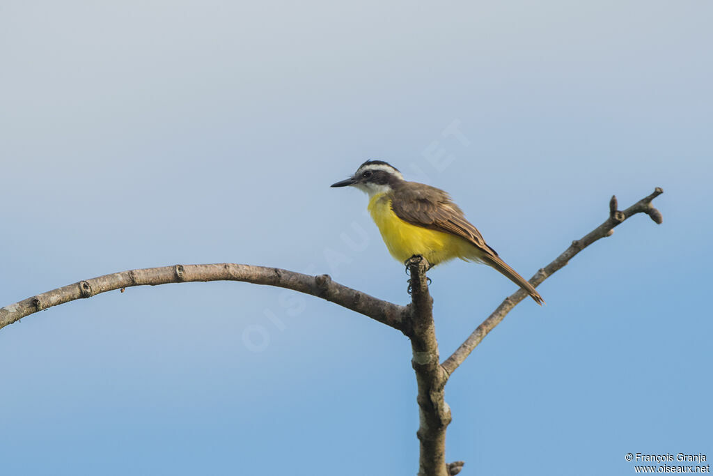 Lesser Kiskadee