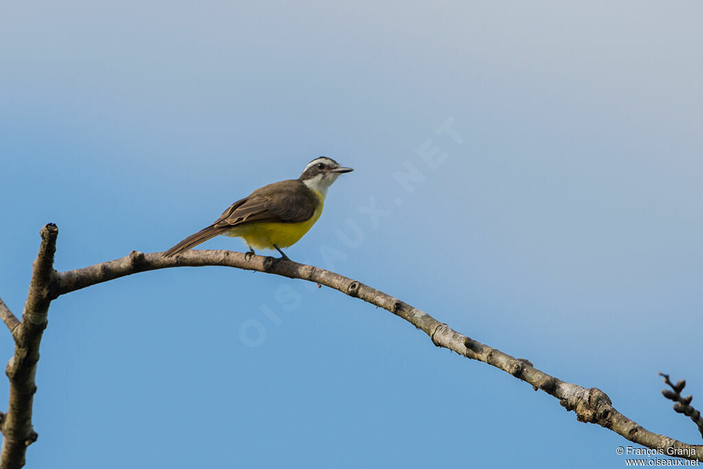 Lesser Kiskadee