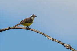 Lesser Kiskadee