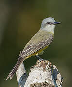 Tropical Kingbird