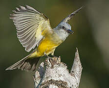 Tropical Kingbird