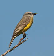 Tropical Kingbird