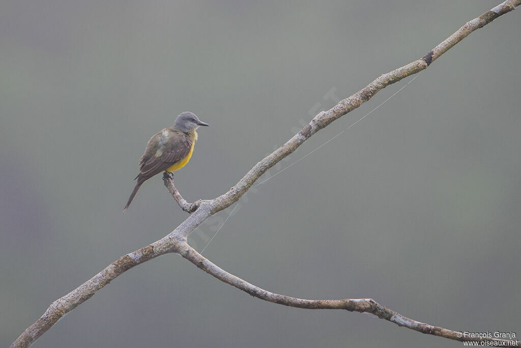 Tropical Kingbird