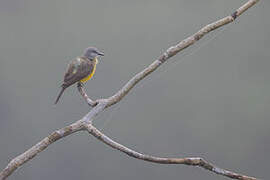 Tropical Kingbird