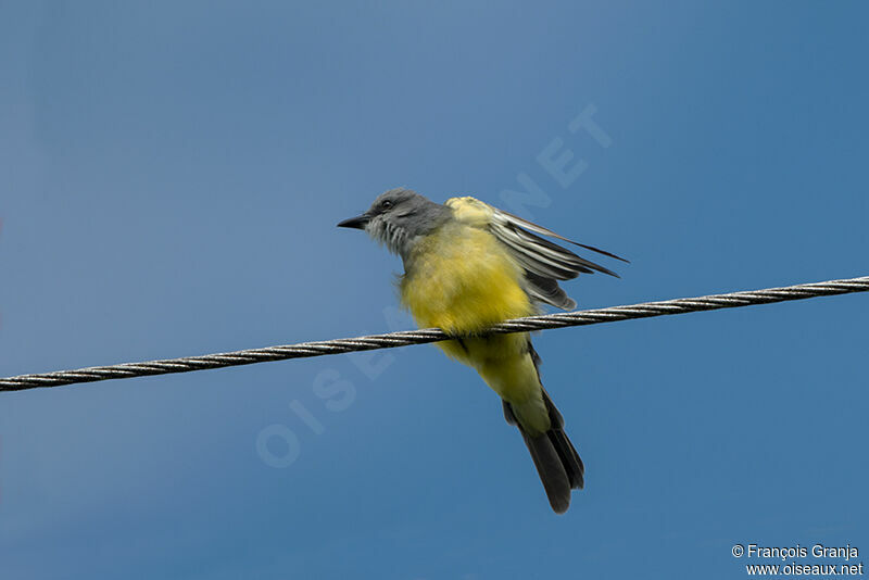 Tropical Kingbird