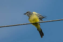 Tropical Kingbird