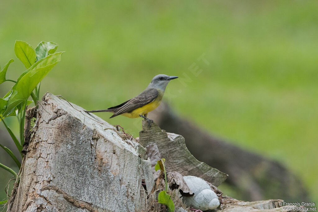 Tropical Kingbird