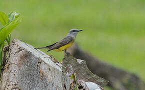 Tropical Kingbird