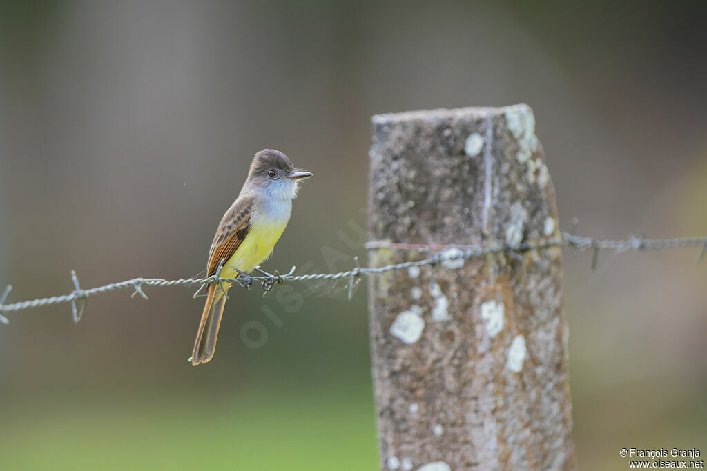 Dusky-capped Flycatcher