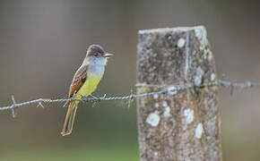 Dusky-capped Flycatcher