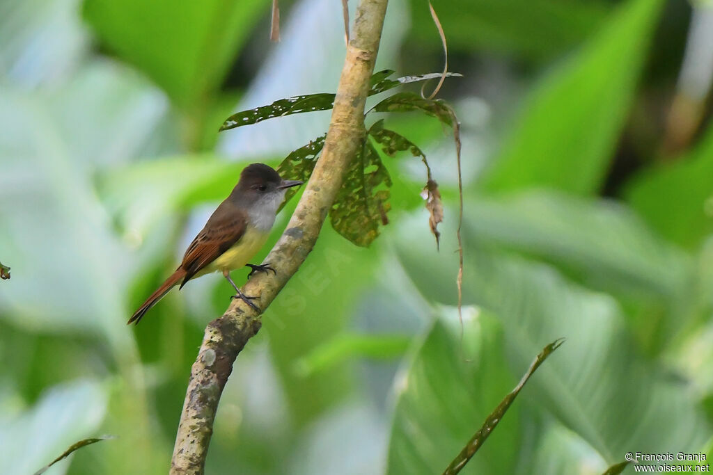 Dusky-capped Flycatcher