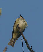 Piratic Flycatcher