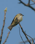 Piratic Flycatcher