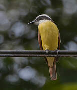 Great Kiskadee