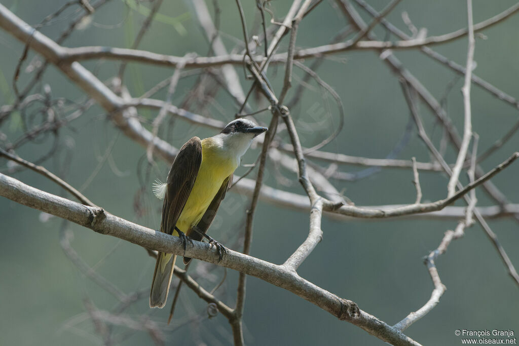 Great Kiskadee